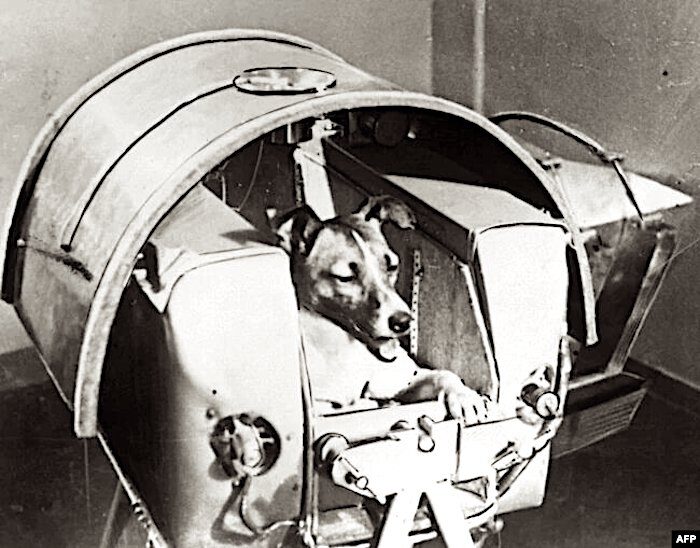 Click to enlarge Dog in space container