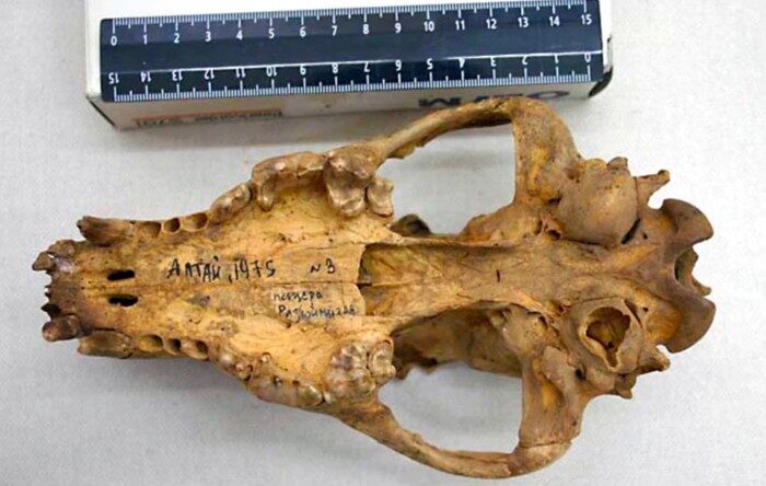 Click to enlarge bone/ruler
