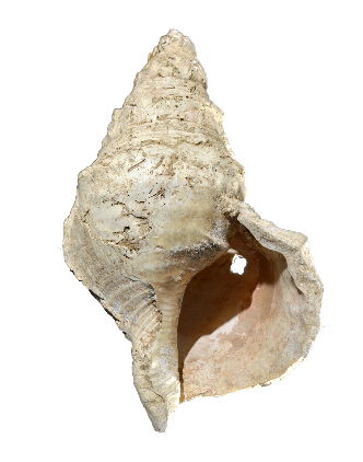 Ancient Conch