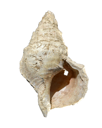 Ancient Conch