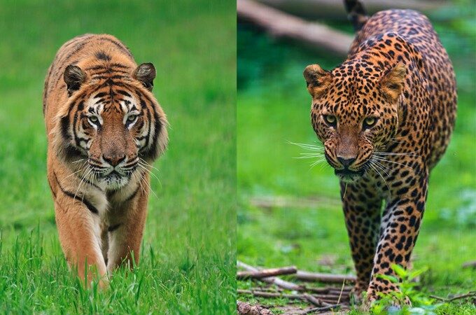 Most human deaths were in leopard and tiger attacks.