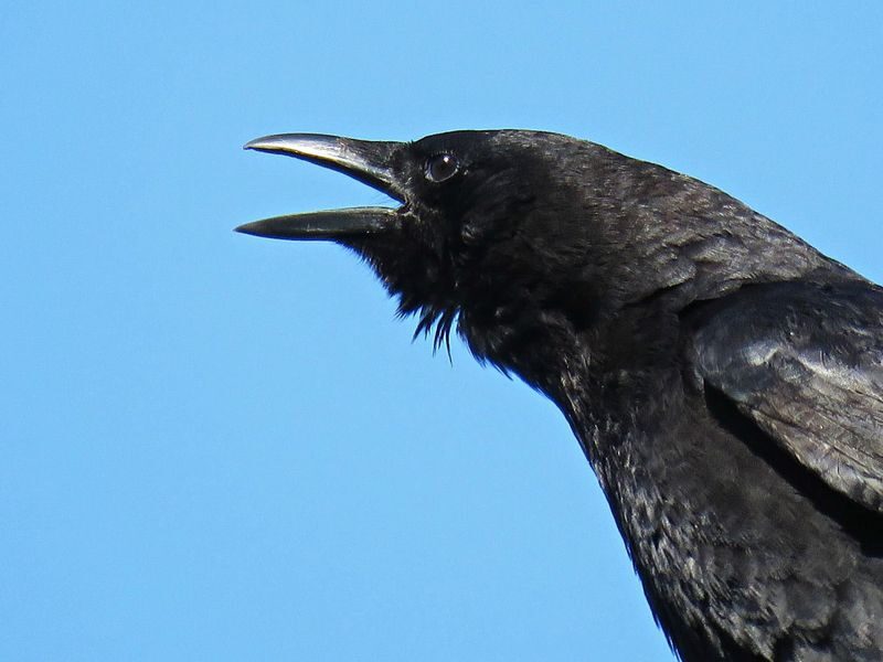 Click to enlarge Intelligent Crow