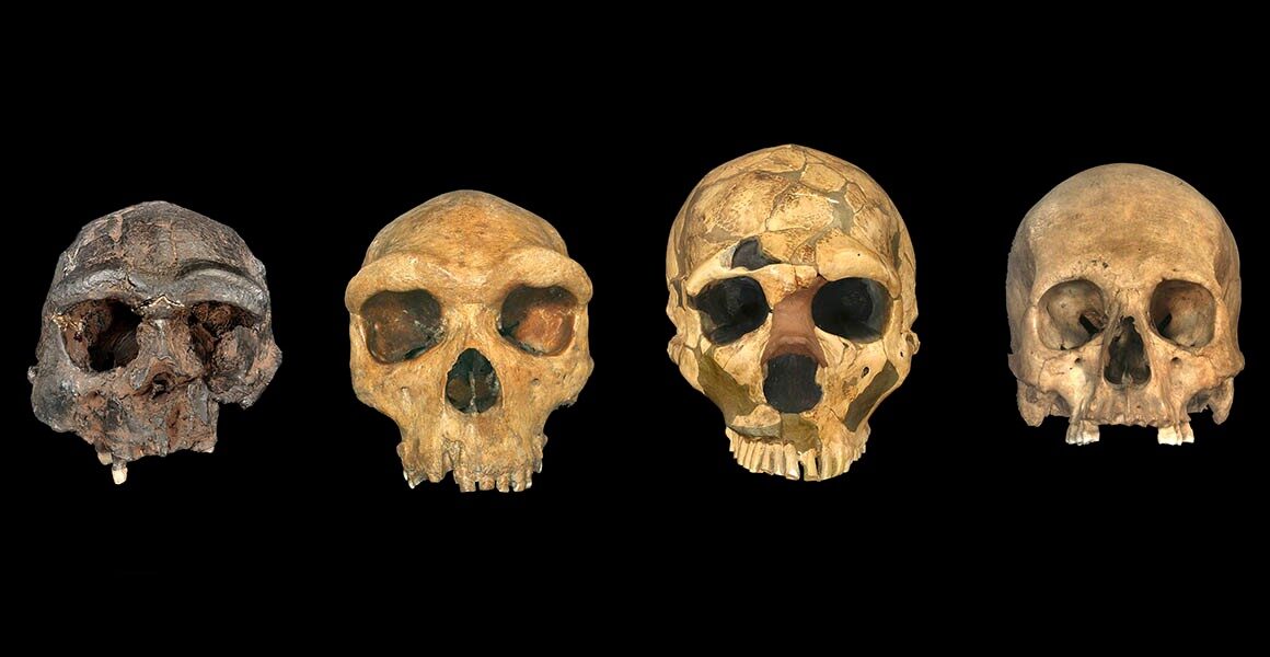 Ancient Skulls