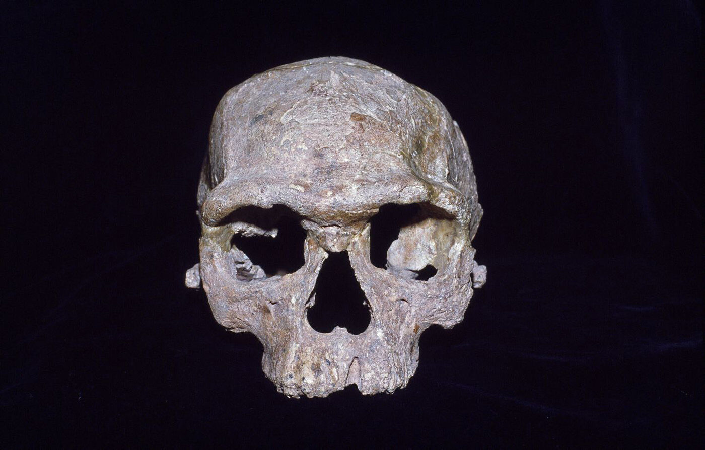 Click to enlarge Modern Human Ancestor