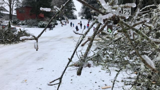 Click to enlarge People walk by a collapsed tree in Lake Oswego,