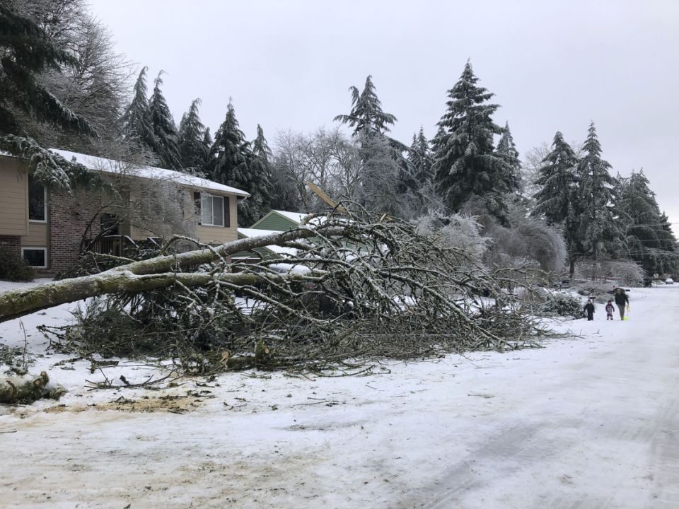 Click to enlarge People walk by a collapsed tree in Lake Oswego,