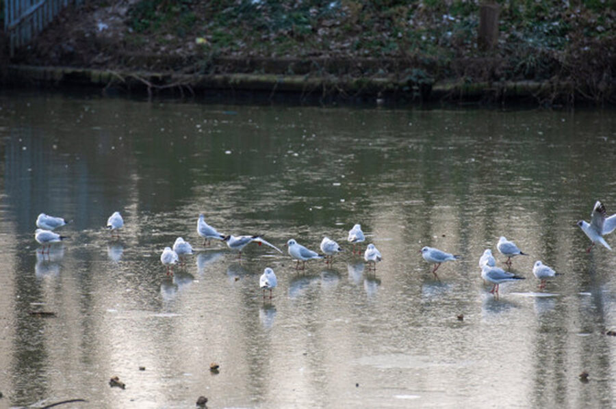 Click to enlarge Thames frozen