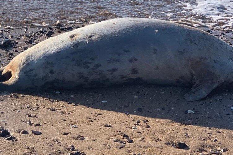 dead seal