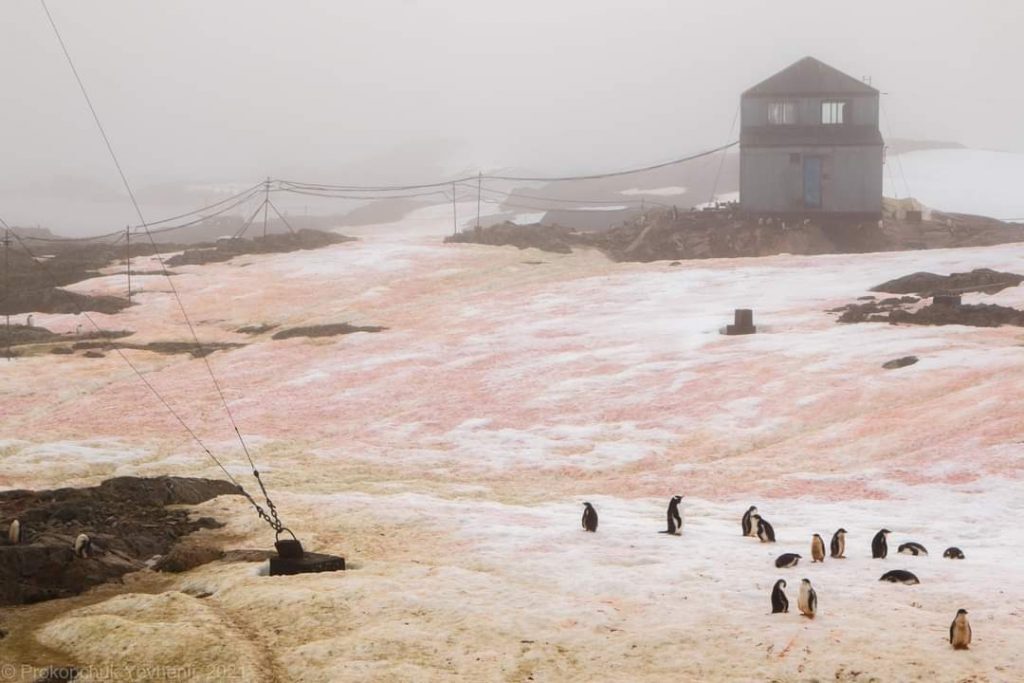 antarctic algae bloom green red