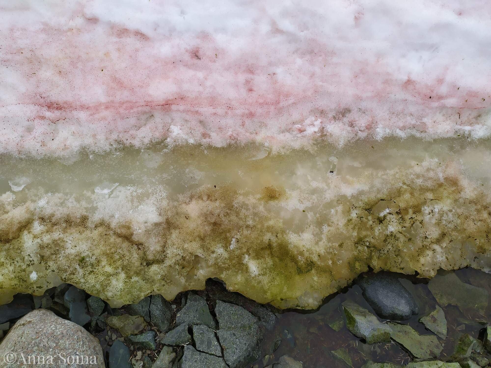 anarctic algae