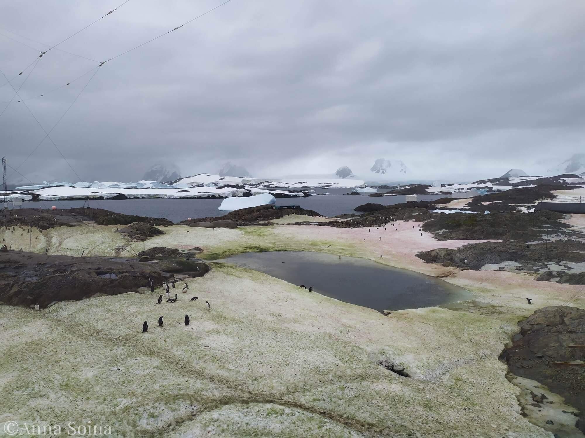 antarctic algae