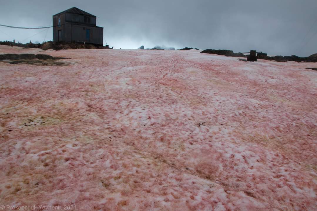 anarctic algae