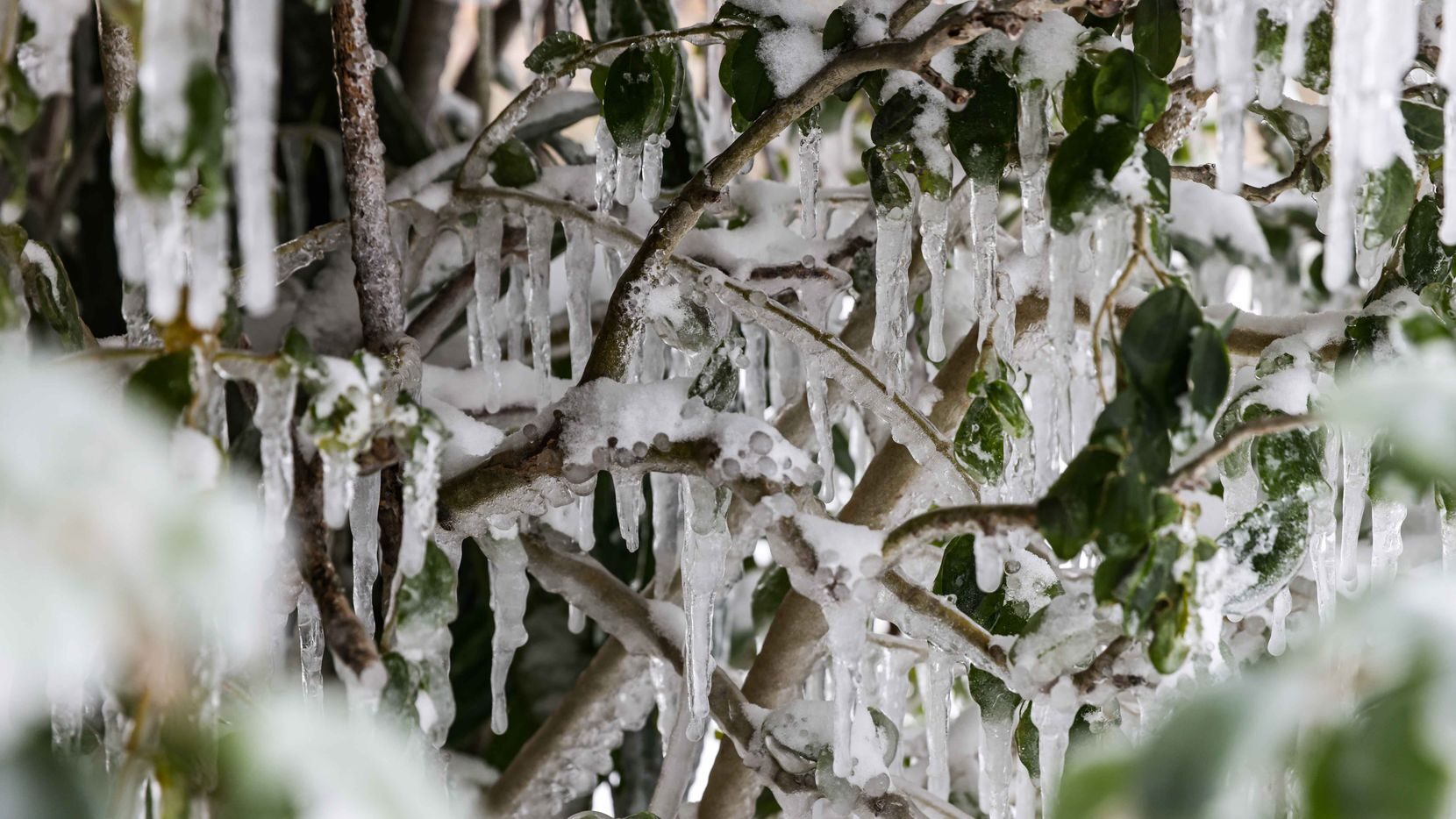 Click to enlarge Frozen Texas
