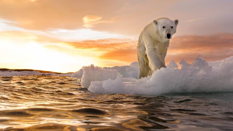 polar bear