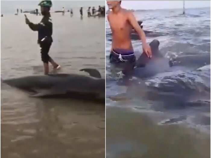 dead whales