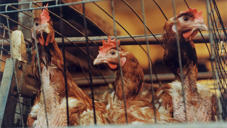 Click to enlarge Hens