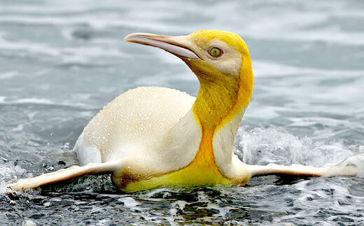 Wildlife photographer captures 'never before seen' yellow penguin Wildlife photographer captures 'never before seen' yellow penguin