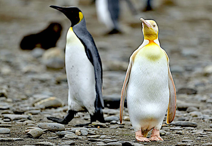 Yellow and regular penguin