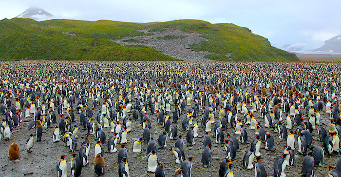 Click to enlarge Penguins