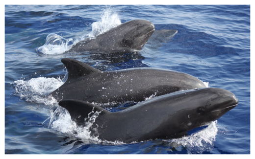 Click to enlarge Melon Headed Whales