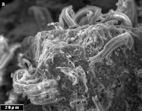 Click to enlarge Alien Life