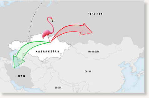Click to enlarge map-flamingo-migration-624_custom
