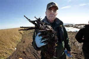 Click to enlarge clump of oil and dead marsh grass