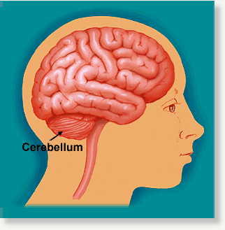 cerebellum