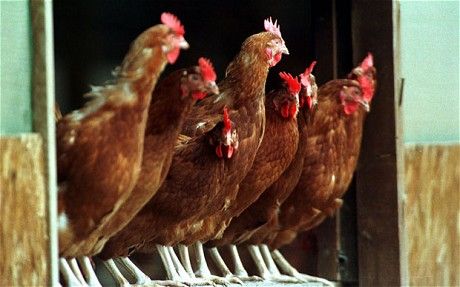 Click to enlarge Chickens Empathy