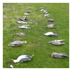 Dead Sea Gulls