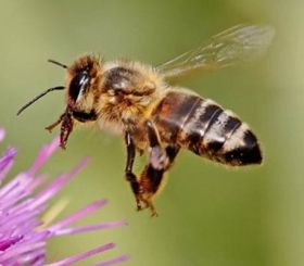 bee