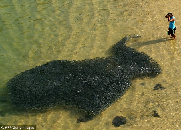 Acapulco Fish Swarm_1
