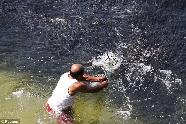Acapulco Fish Swarm_2