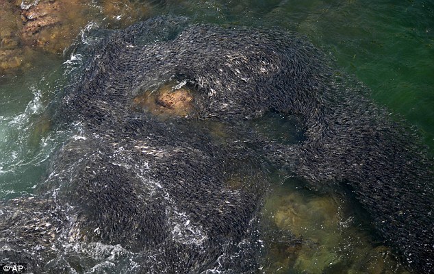 Acapulco Fish Swarm_4