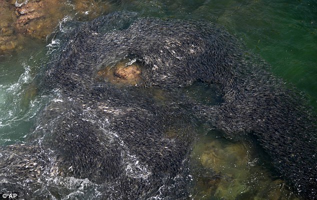 Click to enlarge Acapulco Fish Swarm_4
