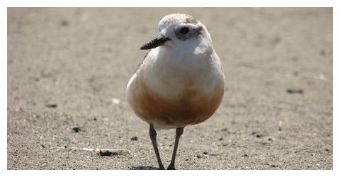 NZ dotterel