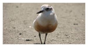 NZ dotterel