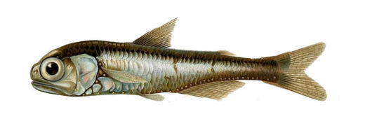 Lanternfish