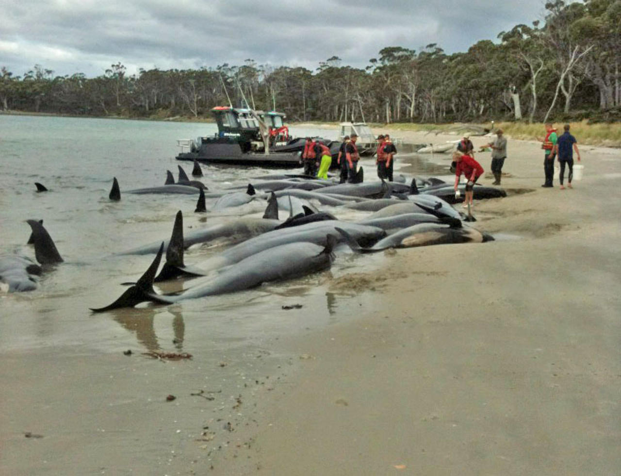 Stranded Whales