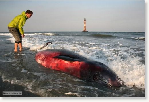 dead whale