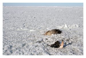 Click to enlarge Frozen Oxen