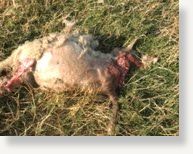 Dead sheep