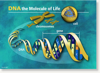 dna