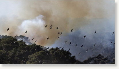 hawaii,fire