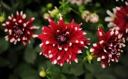 flowers, orchestra