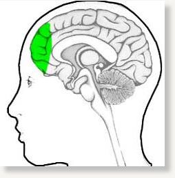 Prefrontal Cortex