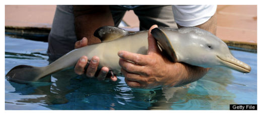 baby dolphin