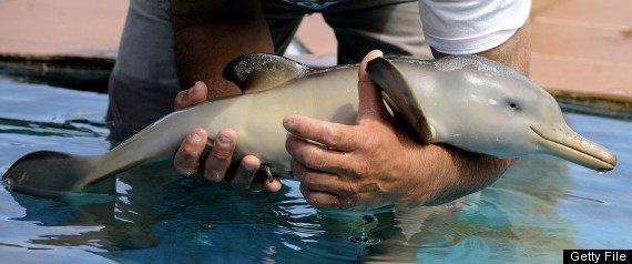 Click to enlarge baby dolphin