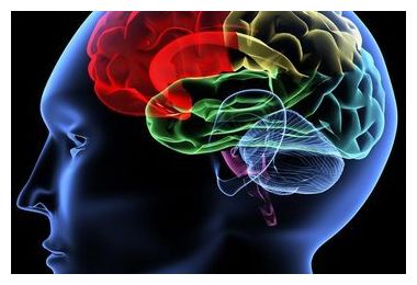 Click to enlarge Brain Regions