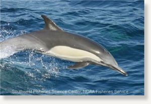 dolphin